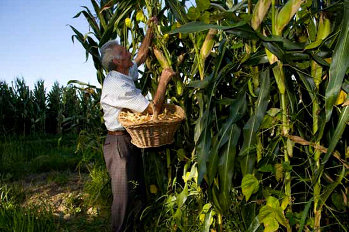 Gesti antichi come la raccolta del mais raccontano la continuità tra agricoltura, biodiversità e cultura contadina
