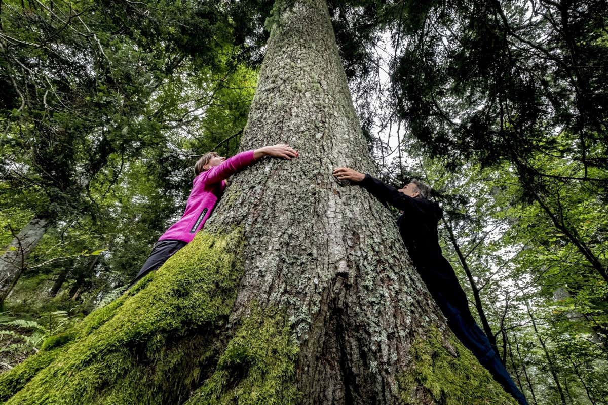 Abeti giganti circondano Mezzano di Primiero (foto orlerimages.com) Mezzano di Primiero Borgo Bello d&rsquo;Italia dove le cataste di legna si fanno arte