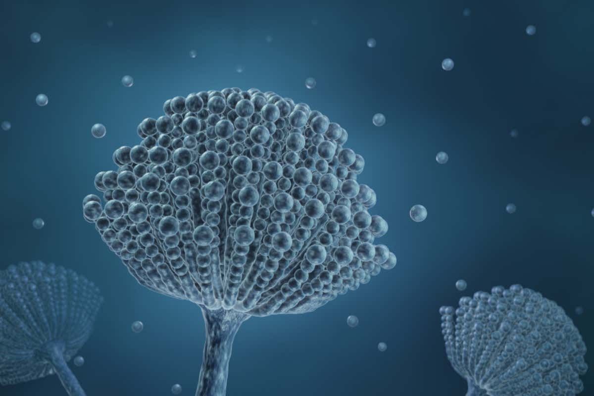 Formaggi grattugiati, trovate due micotossine Formaggi grattugiati trovate due micotossine