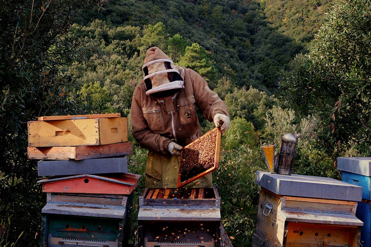La cura degli apicoltori locali garantisce miele di qualità Dop Mieli della Lunigiana: Millefiori Erica e Melata ottengono la Dop