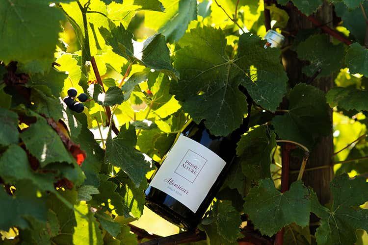 Monsieur Pinot Noir Prime Alture (Monsieur Pinot Noir Prime Alture Lechiancole: Ho coronato un sogno) Monsieur Pinot Noir Prime Alture (Monsieur Pinot Noir Prime Alture Lechiancole: Ho coronato un sogno)