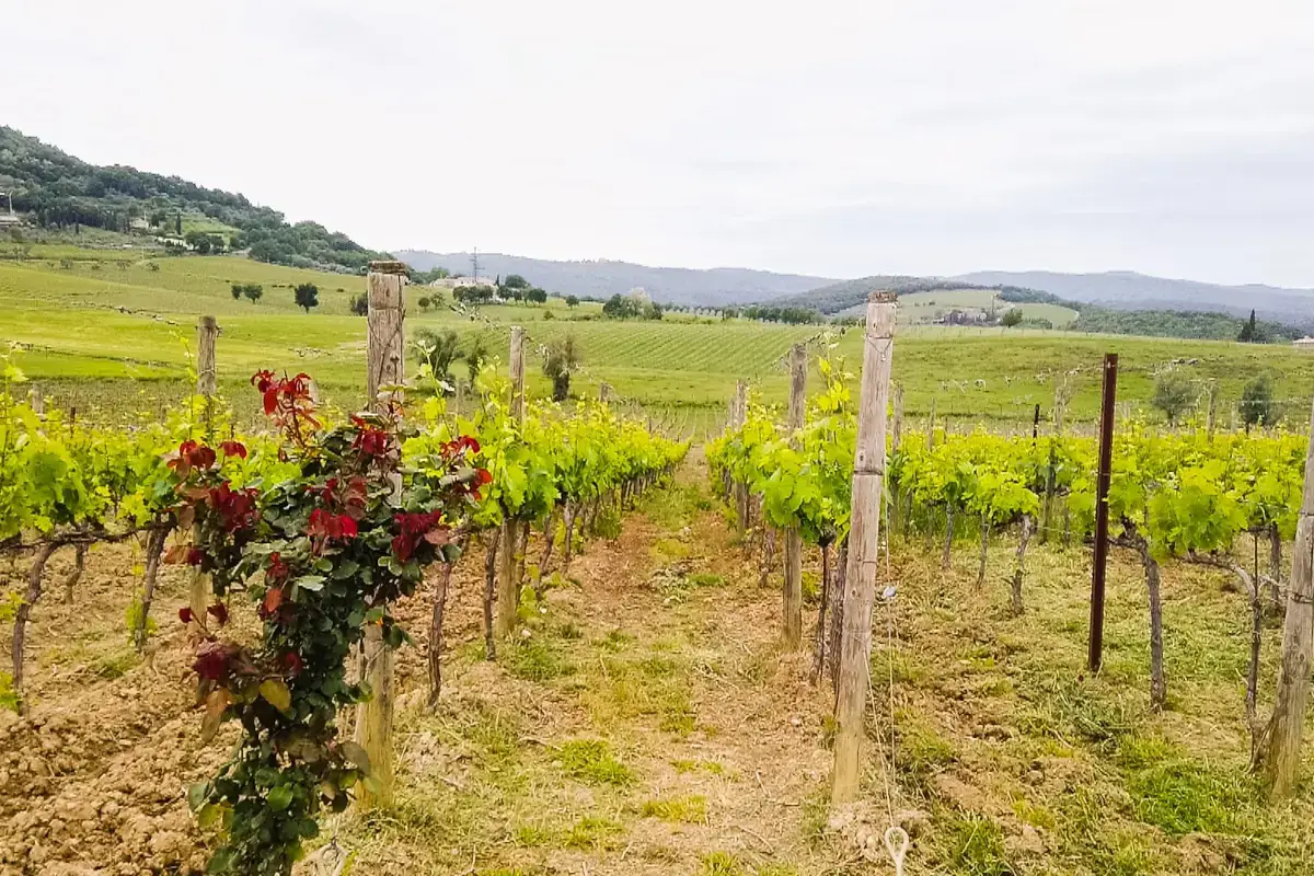 vigneti a Montalcino Bunello, con le super annate &egrave; record di vendite e prezzo