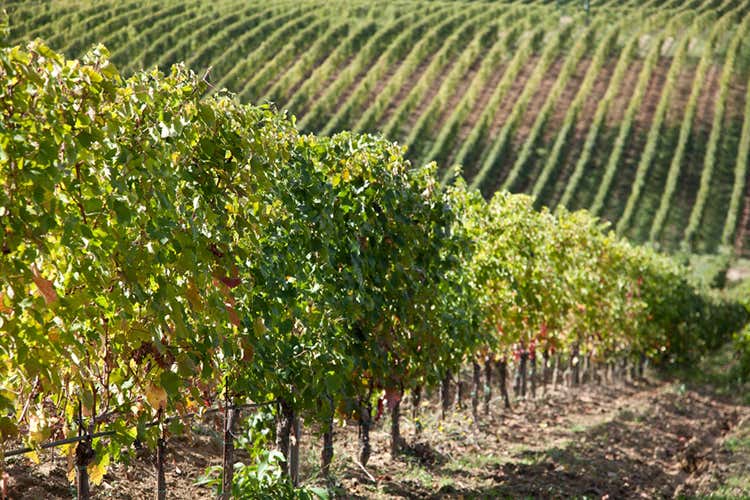 Monte delle Vigne, novità ai vertici e un piano di rilancio dell’export Monte delle Vigne, novità ai vertici e un piano di rilancio dell’export