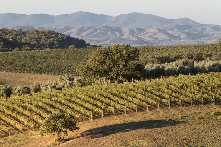 Montecucco, il Sangiovese con un futuro dal grande potenziale