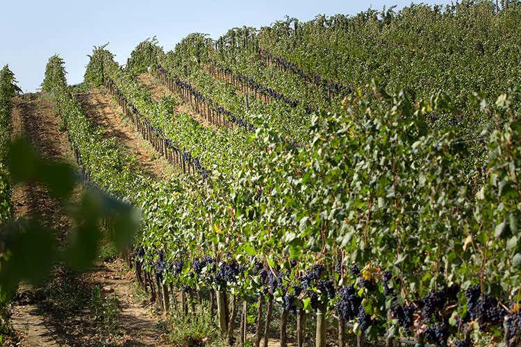 Montecucco, il Sangiovese con un futuro dal grande potenziale
