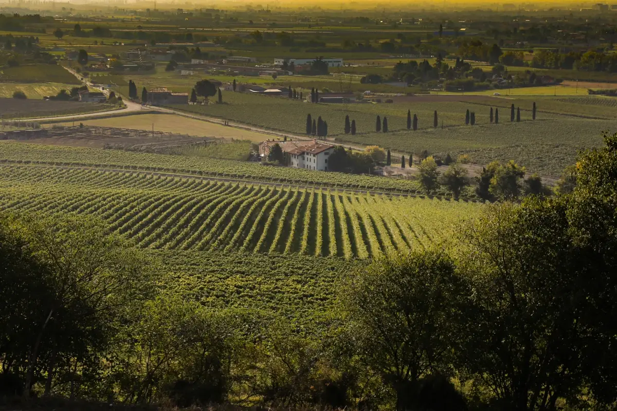 La tenuta Monte del Fr&agrave; Enoturismo, la migliore azienda vinicola veronese &egrave; Monte del Fr&agrave;