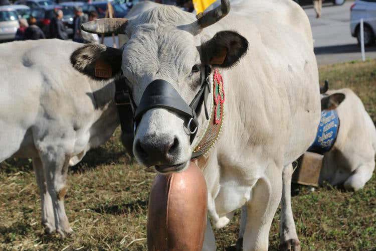 (Mostra Nazionale bovini di razza piemontese) (Mostra Nazionale bovini di razza piemontese)