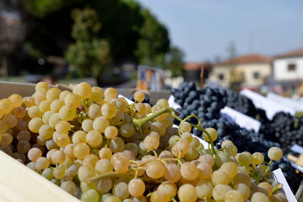 Vo' celebra la 74ª Festa dell'Uva: tra carri spettacolari e vini dei Colli Euganei Vo' celebra la 74ª Festa dell'Uva: tra carri spettacolari e vini dei Colli Euganei