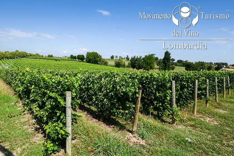 Mtv Lombardia non si ferma Un questionario per i wine lovers