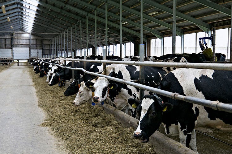 Gi allevatori investono per rendere le stalle più vivibili per il bestiame - Il caldo colpisce l'allevamento Le mucche producono meno latte