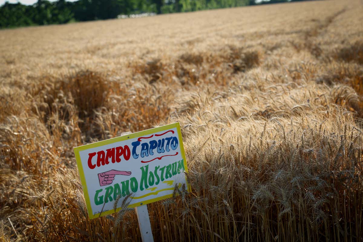 I campi di grano di Mulino Caputo, da cui l'azienda raccoglie grani per offrire una serie completa di farine