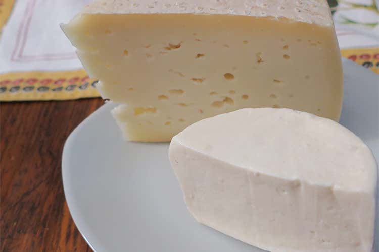 Formaggio semistagionato e fresco di vacca - Freschi o stagionati, ma sempre bio I formaggi della Tenuta Manchi Formaggio semistagionato e fresco di vacca - Freschi o stagionati, ma sempre bio I formaggi della Tenuta Manchi