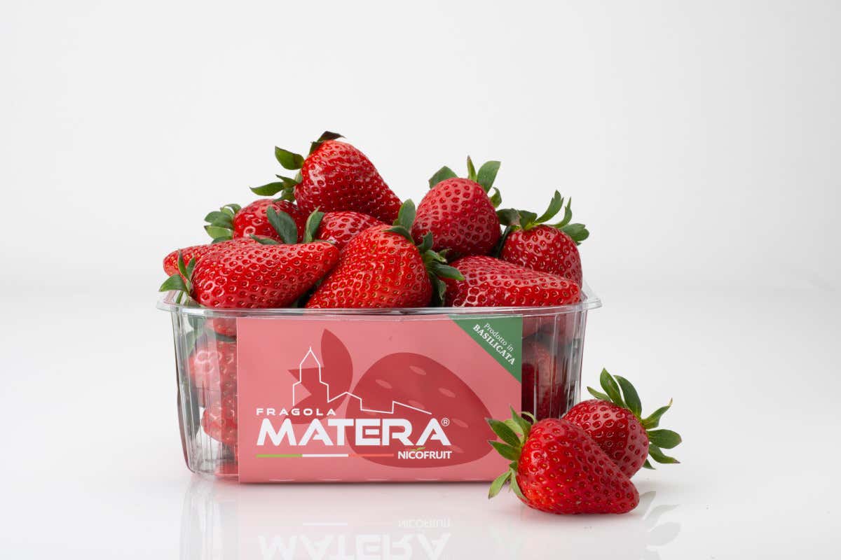 La Fragola della Basilicata diventa Igp Origine qualità e controllo: la Fragola della Basilicata diventa Igp La Fragola della Basilicata diventa Igp Origine qualità e controllo: la Fragola della Basilicata diventa Igp