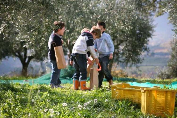 In gara le esperienze in cui l'olio &egrave; protagonista - Nasce il Concorso Turismo dell&rsquo;olio In gara le migliori esperienze sul tema