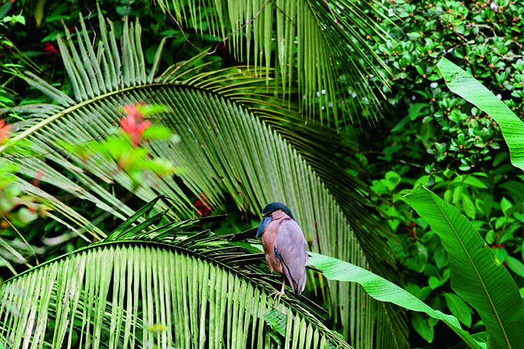 Nayara Gardens in CostaRica Credito: Yann Stofer In viaggio rispettando la Terra? 16 indirizzi in Italia e nel mondo