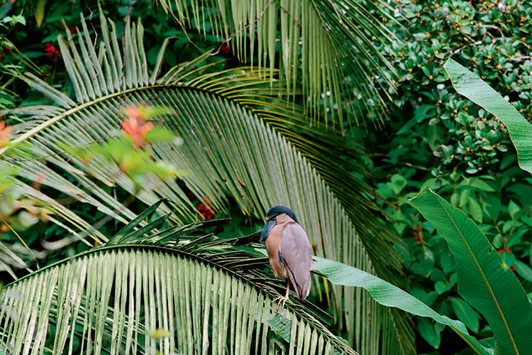 Nayara Gardens in CostaRica Credito: Yann Stofer In viaggio rispettando la Terra? 16 indirizzi in Italia e nel mondo