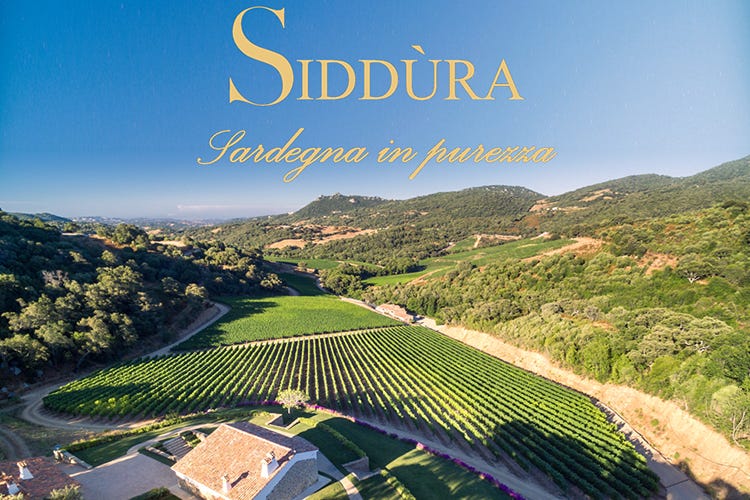Siddùra è sinonimo di Sardegna in purezza - Nei vini Siddùra la Sardegna... in purezza