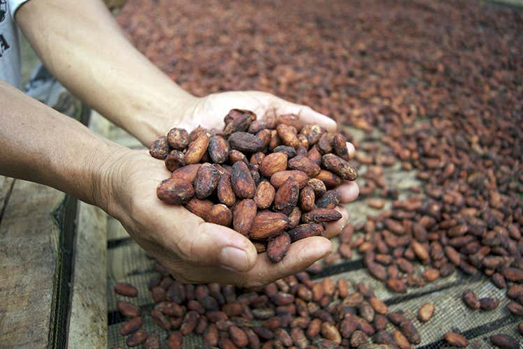 La Cina potrebbe piazzarsi al secondo posto tra i Paesi consumatori di cacao prima della fine di questo 2020 - Nel 2038 finisce il cioccolato? Il clima minaccia il cacao La Cina potrebbe piazzarsi al secondo posto tra i Paesi consumatori di cacao prima della fine di questo 2020 - Nel 2038 finisce il cioccolato? Il clima minaccia il cacao