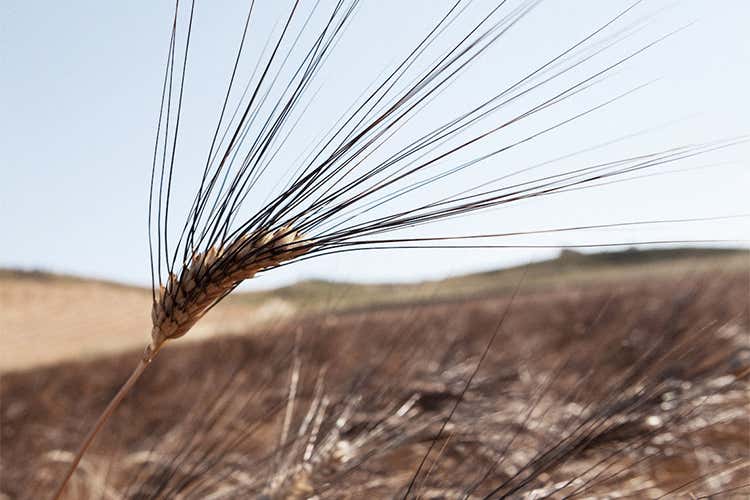 Nel Parco Regionale della Maremma il grano di una pasta rivoluzionara