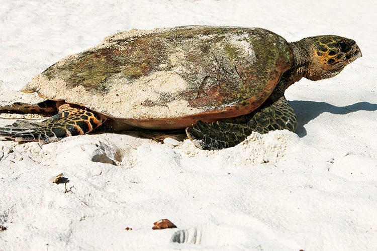 Lemuria Praslin Seychelles, tartaruga marina (Nel regno del coco de mer e delle tartarughe marine)