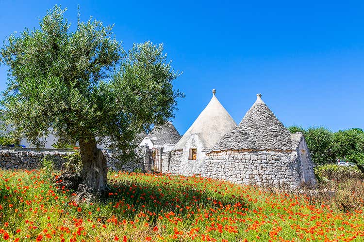 Un ulivo vicino ad alcuni tipici trulli - Nell&rsquo;Olimpo dell&rsquo;olio evo Terra di Bari Dop