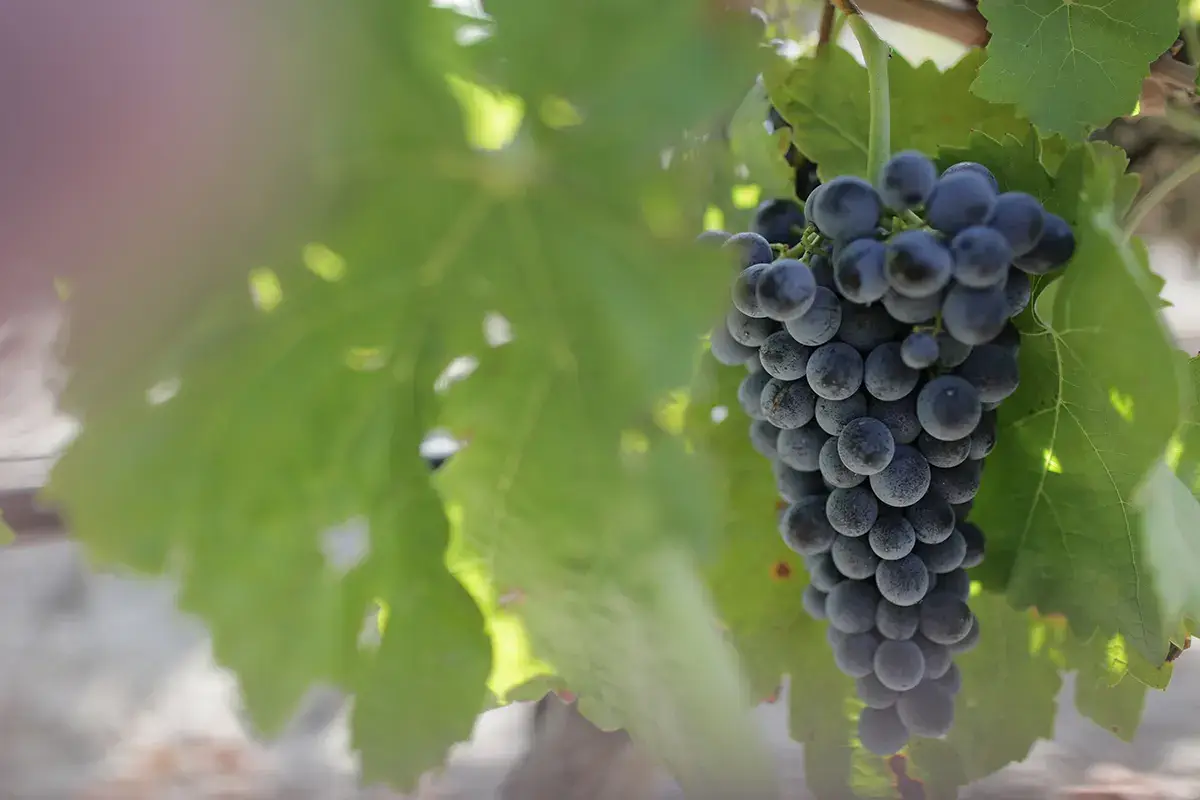 Uva Nero d'Avola (credito foto: Consorzio Vini Doc Sicilia) Sicilia, autentica culla della biodiversit&agrave; vitivinicola