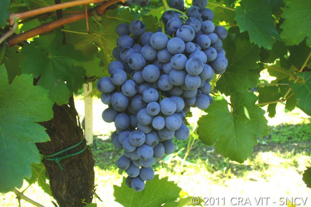 Uva Nieddera Uva Nieddera, emblema di Oristano Uva Nieddera Uva Nieddera, emblema di Oristano