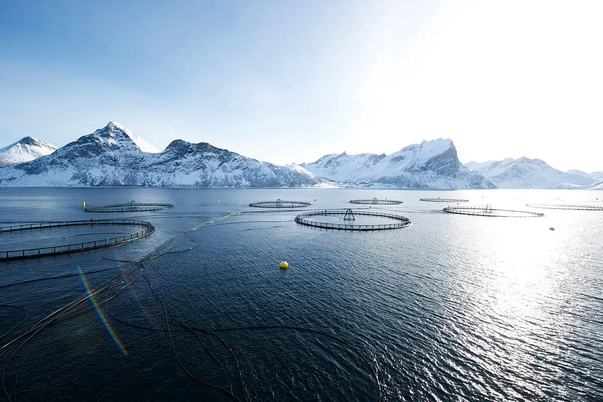 Foto: Johan Wildhagen Salmone norvegese: buono, sostenibile e ideale per infinite ricette