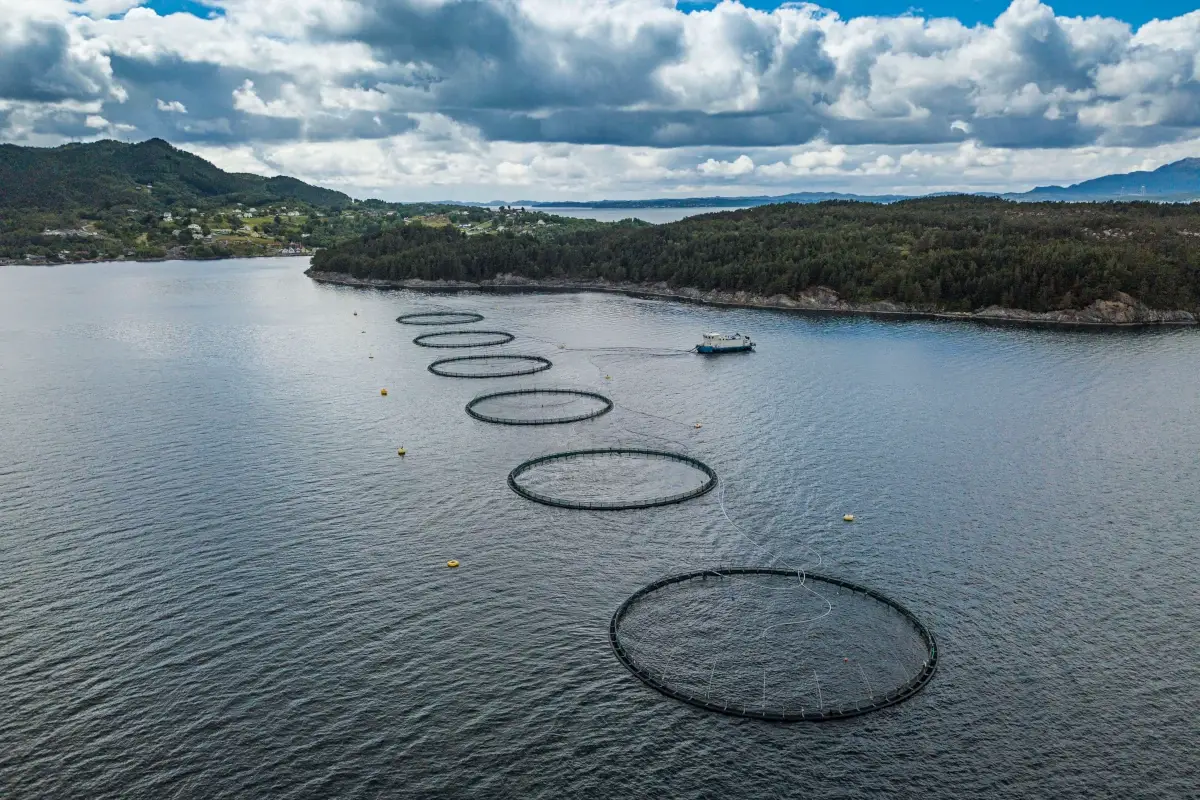 Addio agli antibiotici negli allevamenti di salmone norvegese