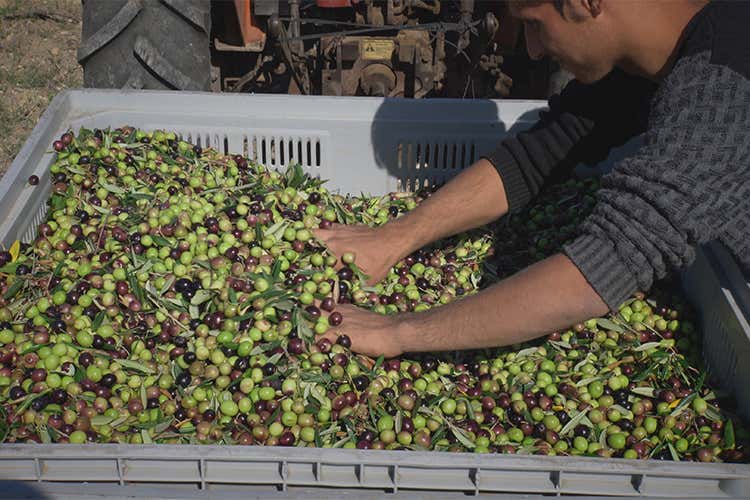 NovOlio, un viaggio nell&rsquo;eccellenza dell&rsquo;extravergine siciliano di qualit&agrave;