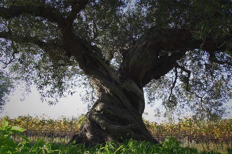 NovOlio, un viaggio nell&rsquo;eccellenza dell&rsquo;extravergine siciliano di qualit&agrave;