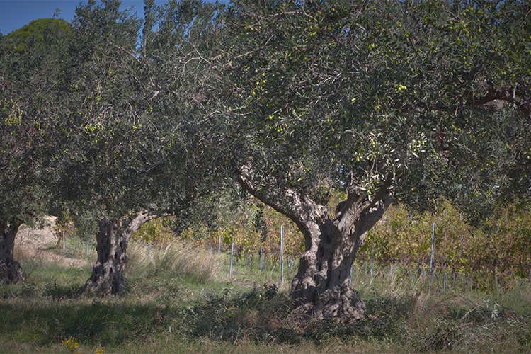 NovOlio, un viaggio nell&rsquo;eccellenza dell&rsquo;extravergine siciliano di qualit&agrave;