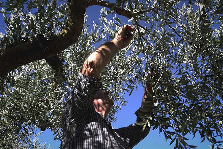 NovOlio, un viaggio nell&rsquo;eccellenza dell&rsquo;extravergine siciliano di qualit&agrave;