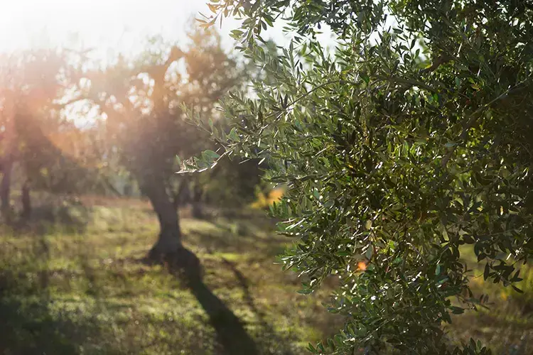 Gli ulivi dell'azienda Latorrata