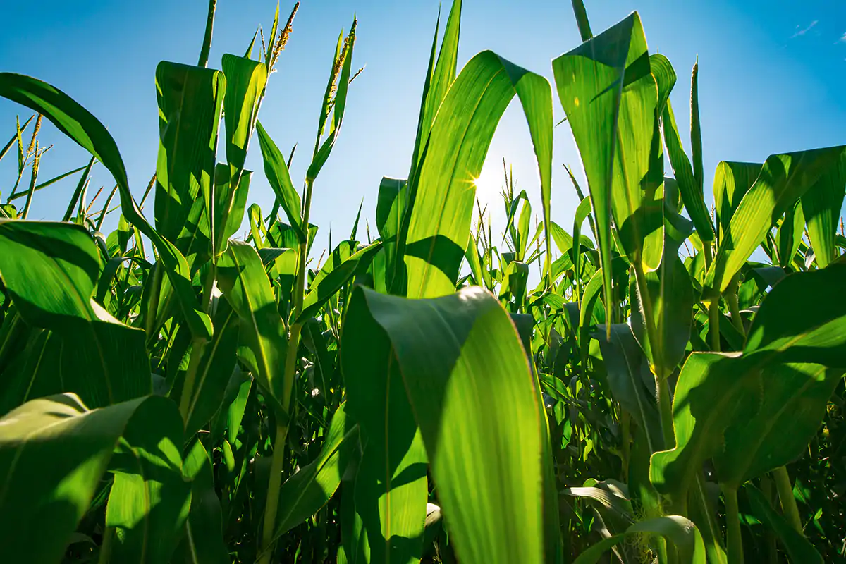 Ogm come strumento per la strategia Farm to Fork? La Ue ci pensa Ogm e biotecnologie a favore dellasostenibilit&agrave;: il piano della Ue