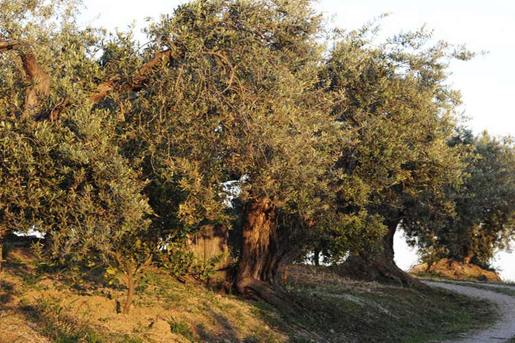 (L'olio dell'Azienda Villa Colonna Da sempre prima la qualità della quantità)