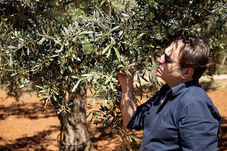 Massimiliano Barbera - Piccamabonu, una chicca olearia Assaggiarla fa volare in Sicilia Massimiliano Barbera - Piccamabonu, una chicca olearia Assaggiarla fa volare in Sicilia