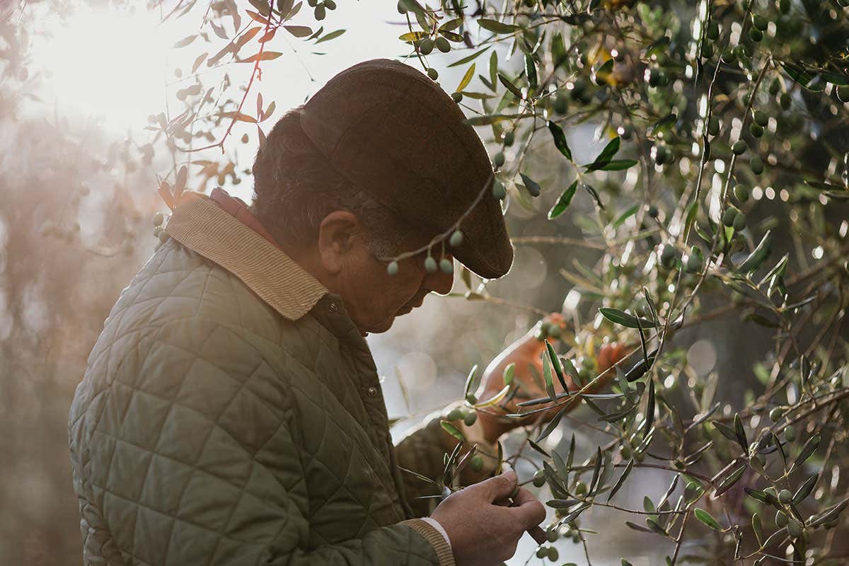 Olio Principe Corsini Tradizione toscana dal 1363