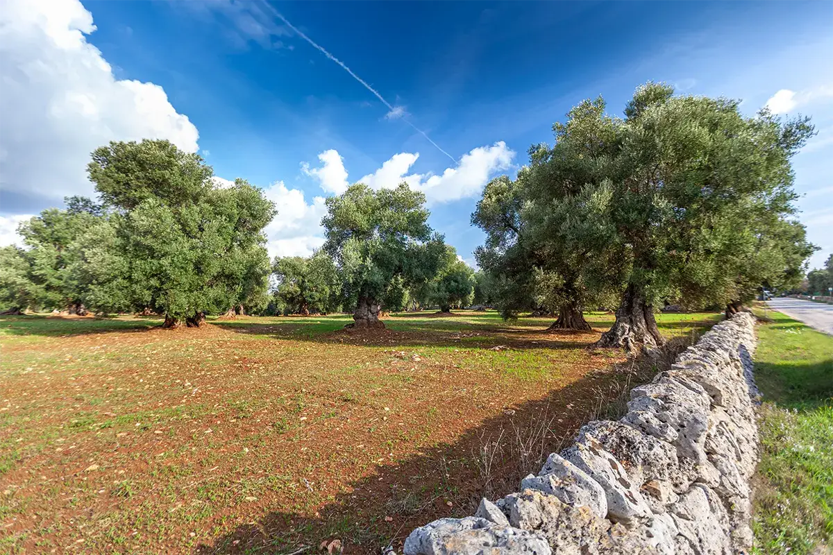 La provincia Barese, un vero giacimento di olio extravergine d'oliva
