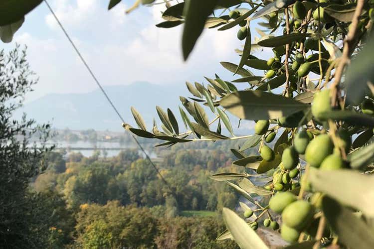 Per l'olio del Garda il 2020 sarà l'anno della rinascita - Olio del Grada Sarà una grande annata Per l'olio del Garda il 2020 sarà l'anno della rinascita - Olio del Grada Sarà una grande annata