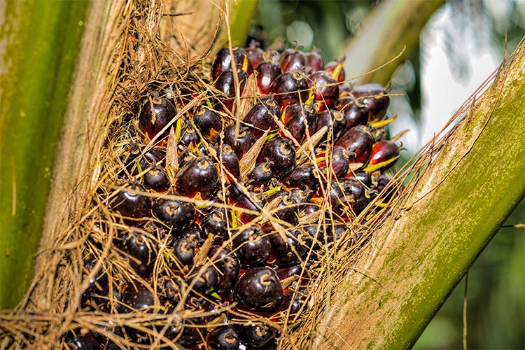 Olio di palma e prodotti bio Attenzione c’è una relazione