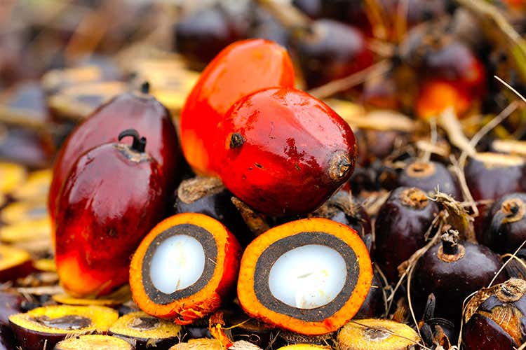 Secondo il Wwf &egrave; presente in almeno il 50% di tutti i prodotti confezionati - Olio di palma sostenibile? Tra certificazioni e aziende virtuose