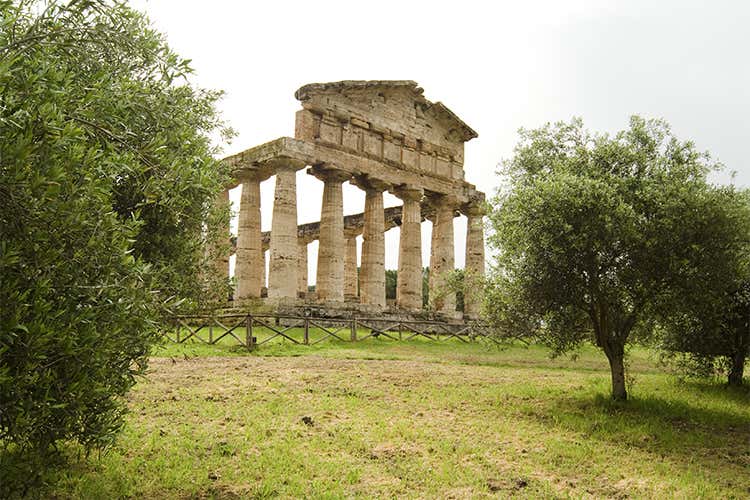 La tradizione olivicola in Campania affonda le radici nella storia - L'olio extravergine campano 70 cultivar autoctone e tanta storia