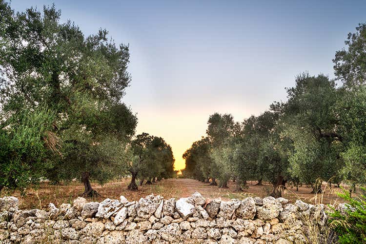 In Puglia ci sono circa 60 milioni di piante, di cui circa 15 milioni secolari e 5 milioni considerate monumentali (Olio evo pugliese Un patrimonio da difendere) In Puglia ci sono circa 60 milioni di piante, di cui circa 15 milioni secolari e 5 milioni considerate monumentali (Olio evo pugliese Un patrimonio da difendere)