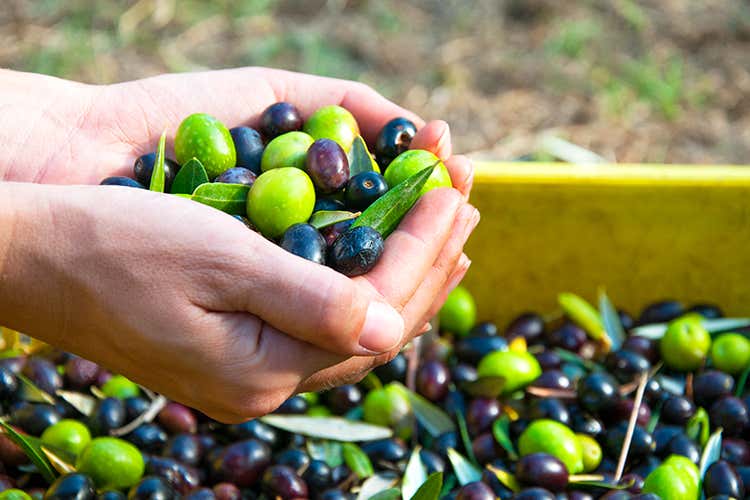 La tracciabilità del prodotto italiano è un valore aggiunto che va comunicato - Olio evo, puntiamo sulla qualità per superare la crisi La tracciabilità del prodotto italiano è un valore aggiunto che va comunicato - Olio evo, puntiamo sulla qualità per superare la crisi