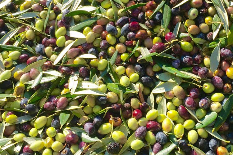 Olio greco Greek Flavours Di qualit&agrave; e direttamente a casa propria