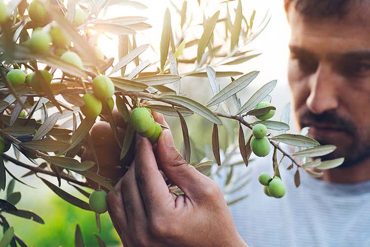 L'Italia ha bisogno si esportare almeno altre 300mila tonnellate di olio dall&rsquo;estero - Olio, produzione nella media In Italia 30mila tonnellate