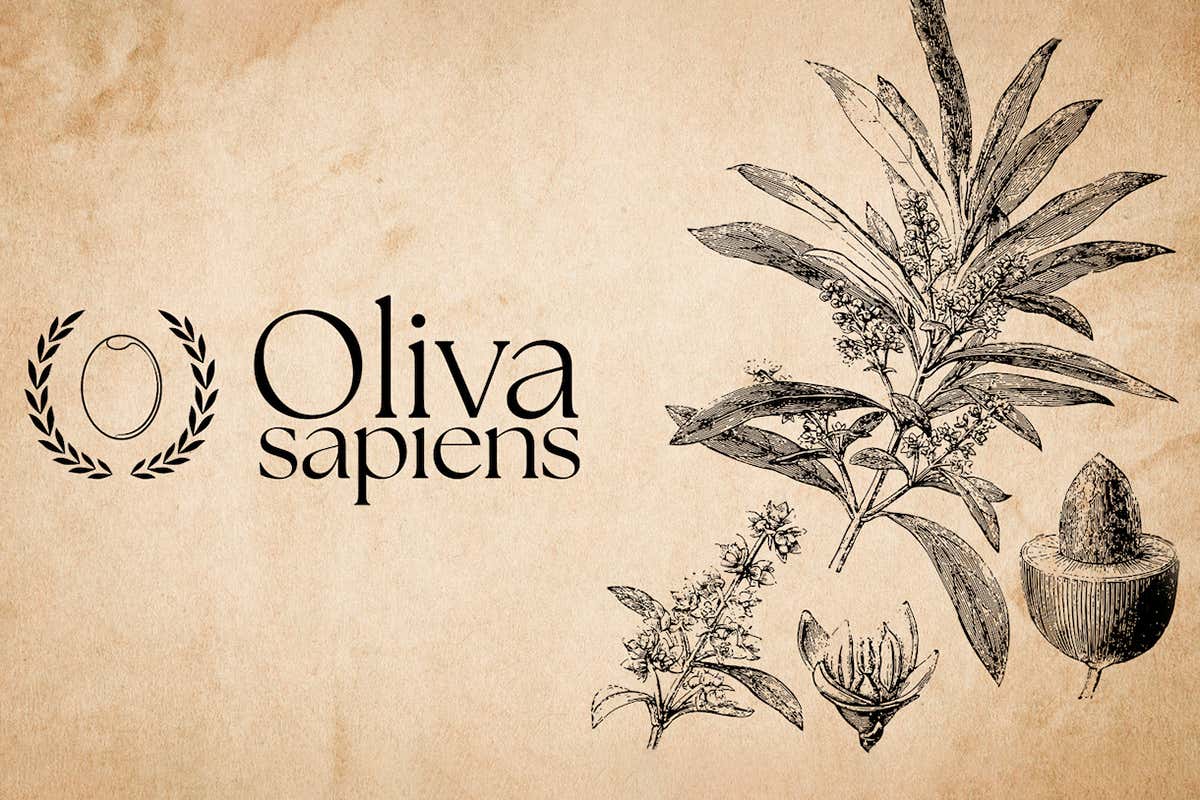 Oliva Sapiens, il nuovo spazio digitale dedicato alla divulgazione scientifica e culturale sul mondo delle olive da tavola e dei lupini