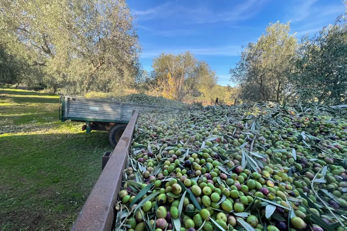 Azienda agricola Olivi Piredda, la raccolta delle Olive Olivi Piredda: dal 1971 una produzione di qualit&agrave; e sostenibile