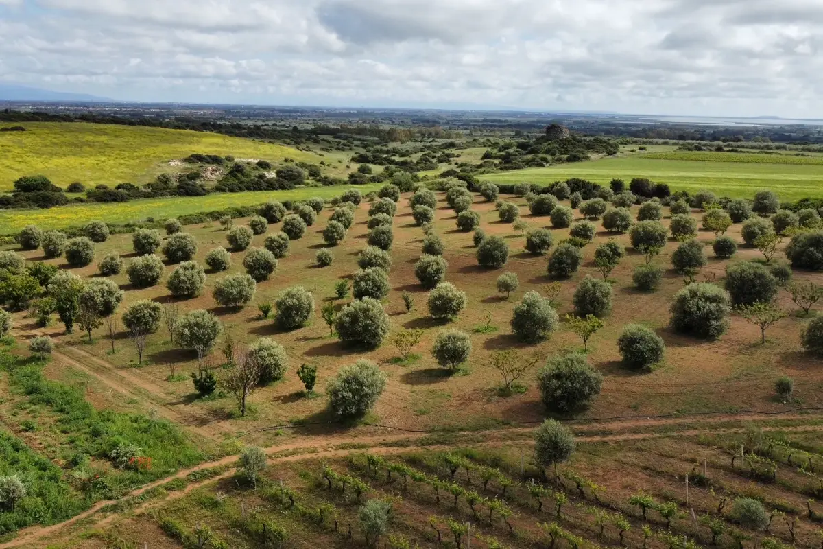 L'azienda Olivi Piredda Olivi Piredda: dal 1971 una produzione di qualit&agrave; e sostenibile